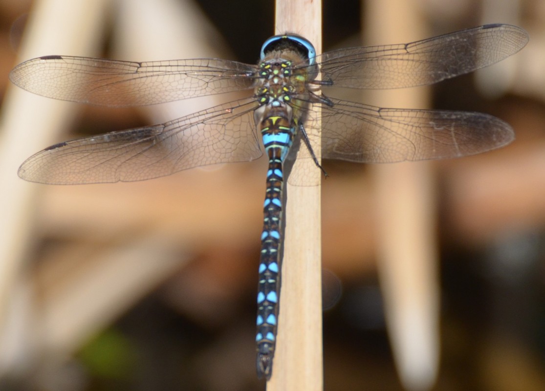 Aeshna mixta e Aeshna cyanea